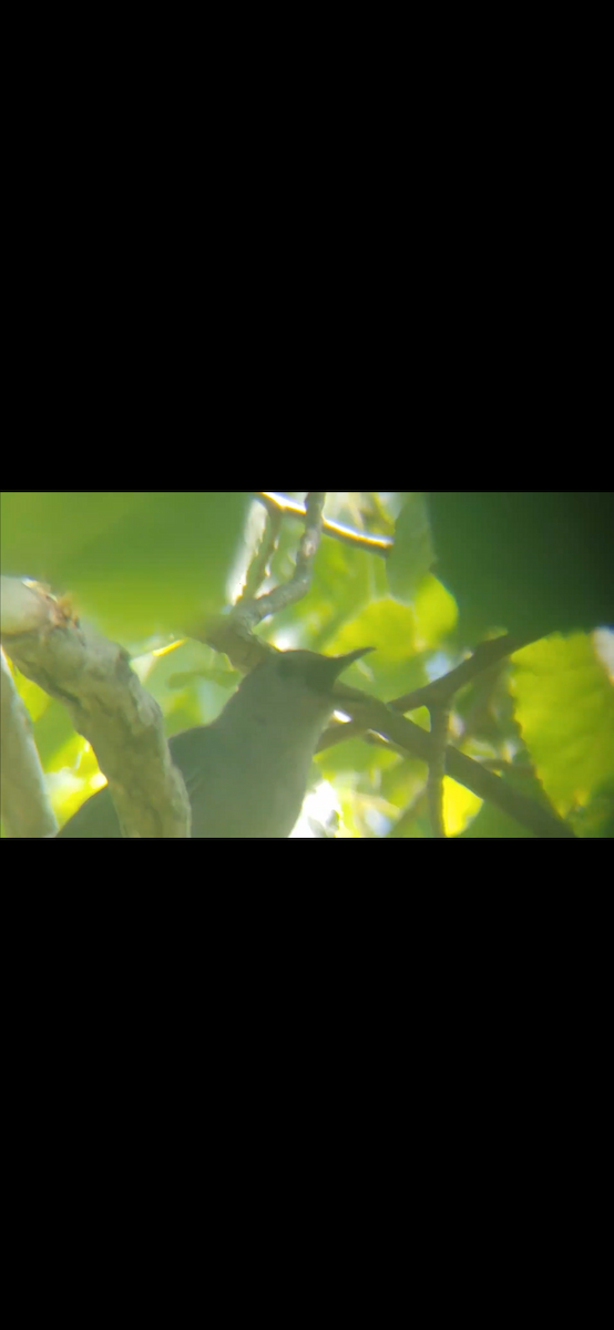 Gray Catbird - ML467195991