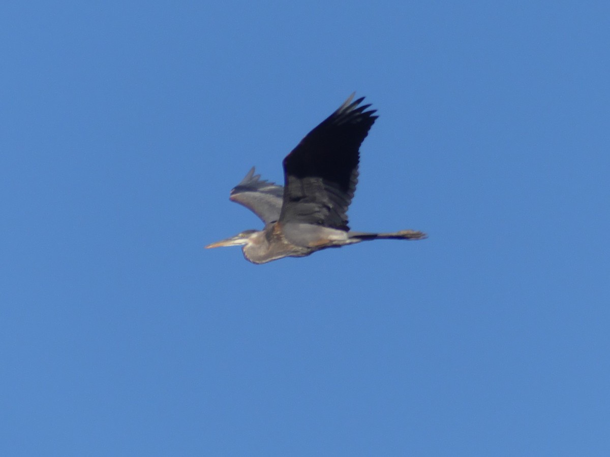 Great Blue Heron - ML467198391