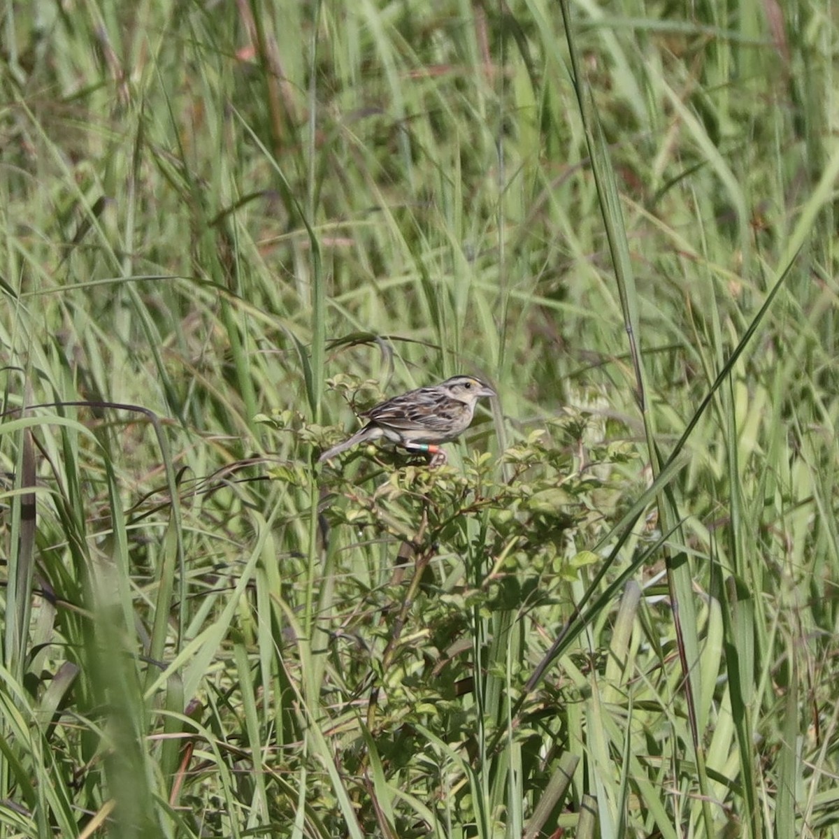 Chingolo Saltamontes - ML467198651