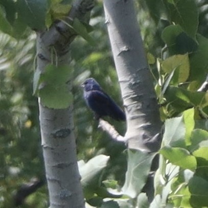 Blue Grosbeak - ML467198811