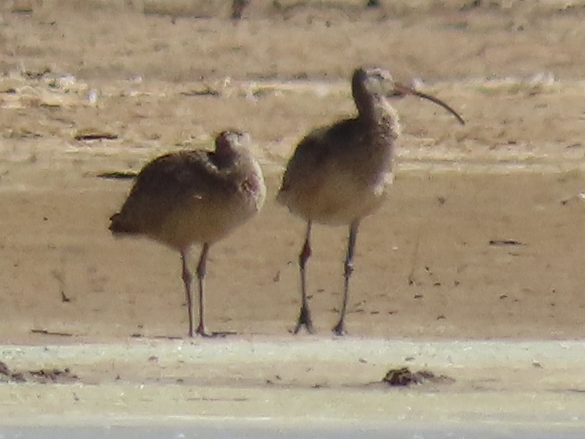 Long-billed Curlew - ML467198891