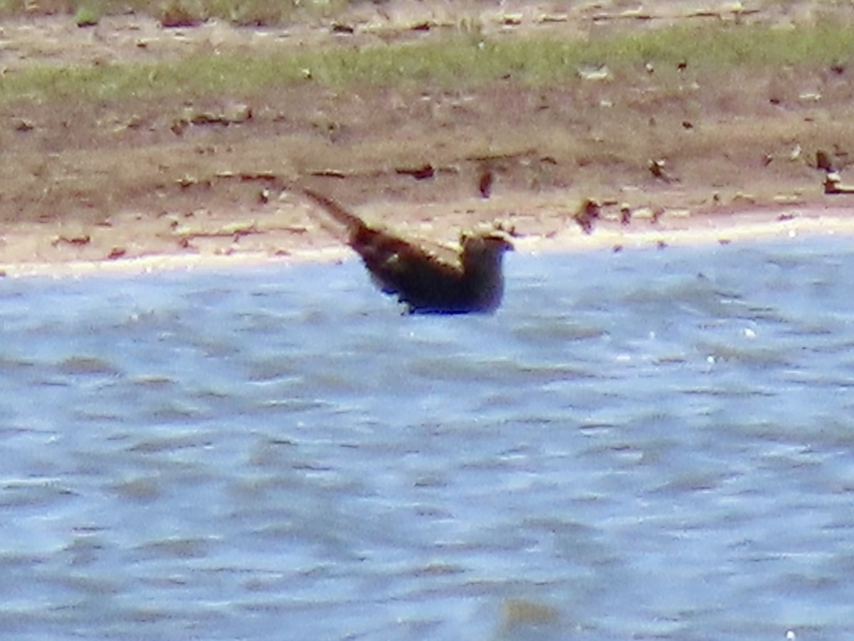 Northern Harrier - ML467198931