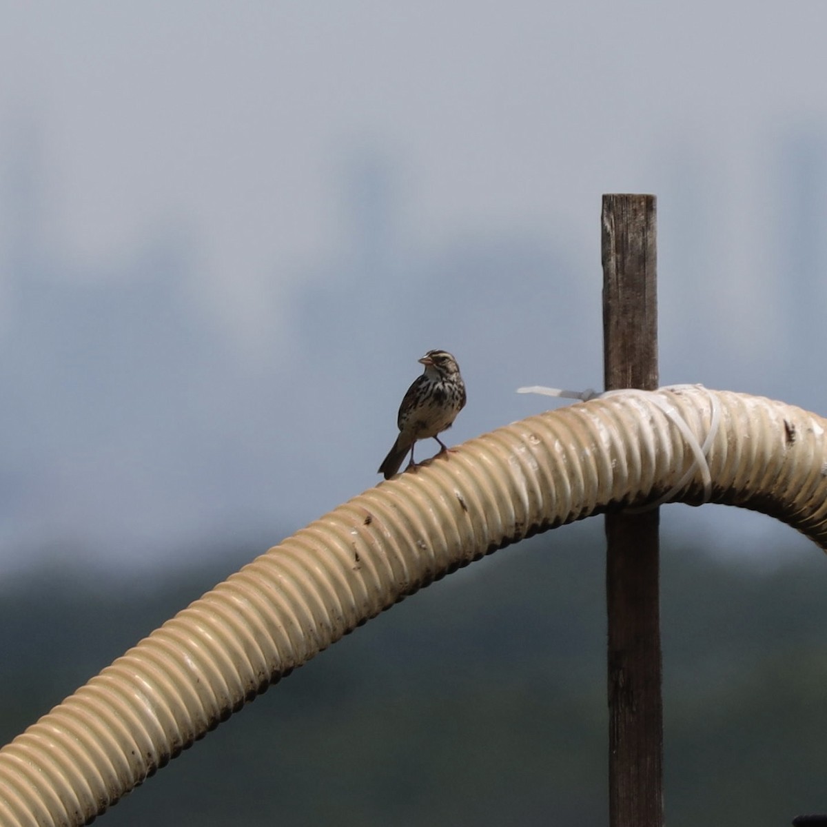 Savannah Sparrow - Matthew Fischer