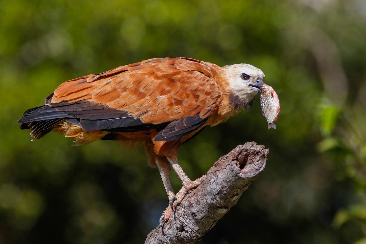 Black-collared Hawk - ML467199201