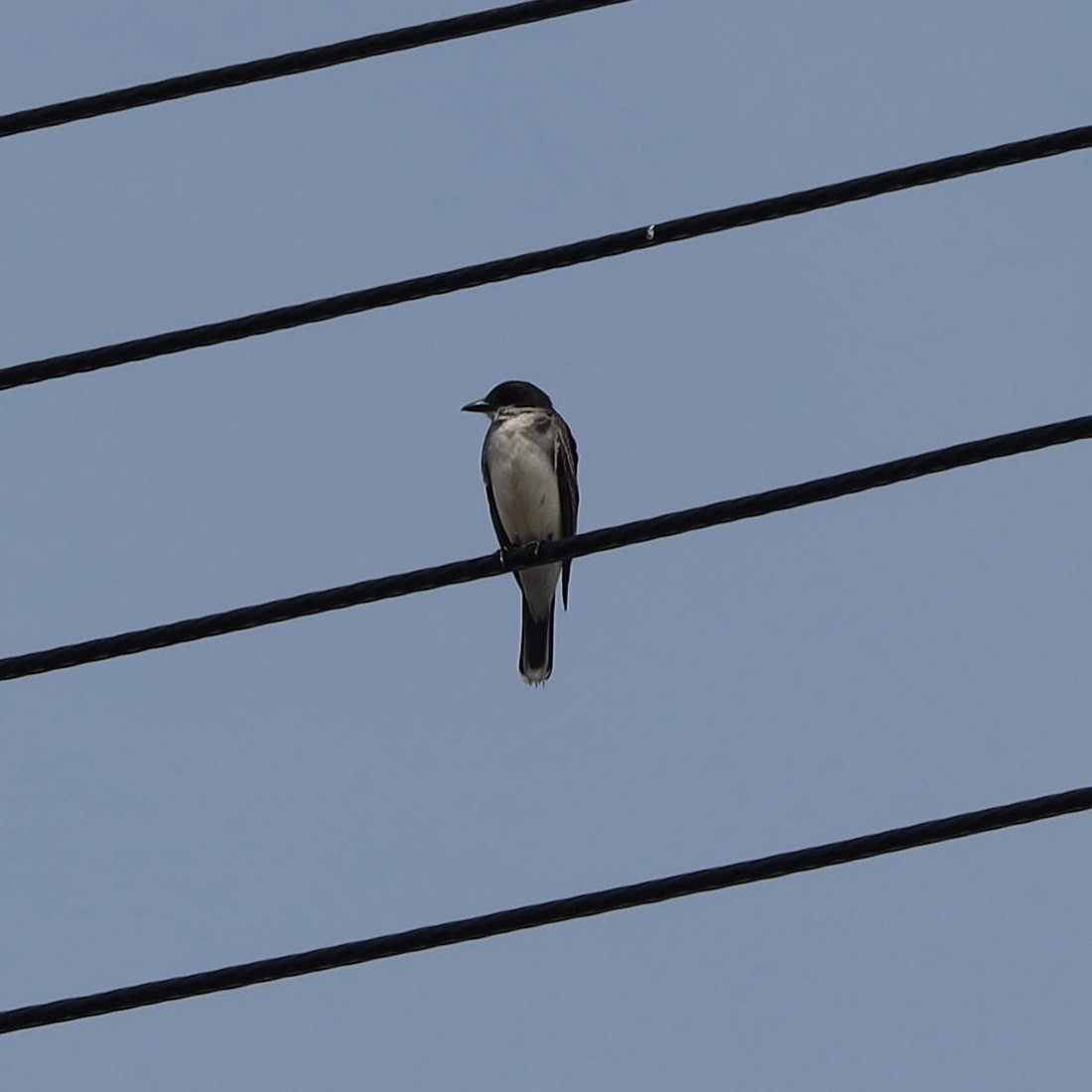 Eastern Kingbird - Matthew Fischer