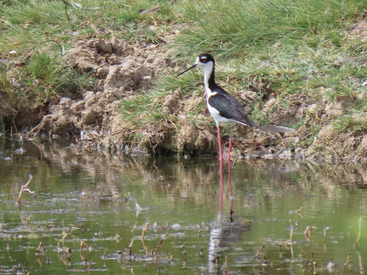 Black-necked Stilt (Black-necked) - ML467199571