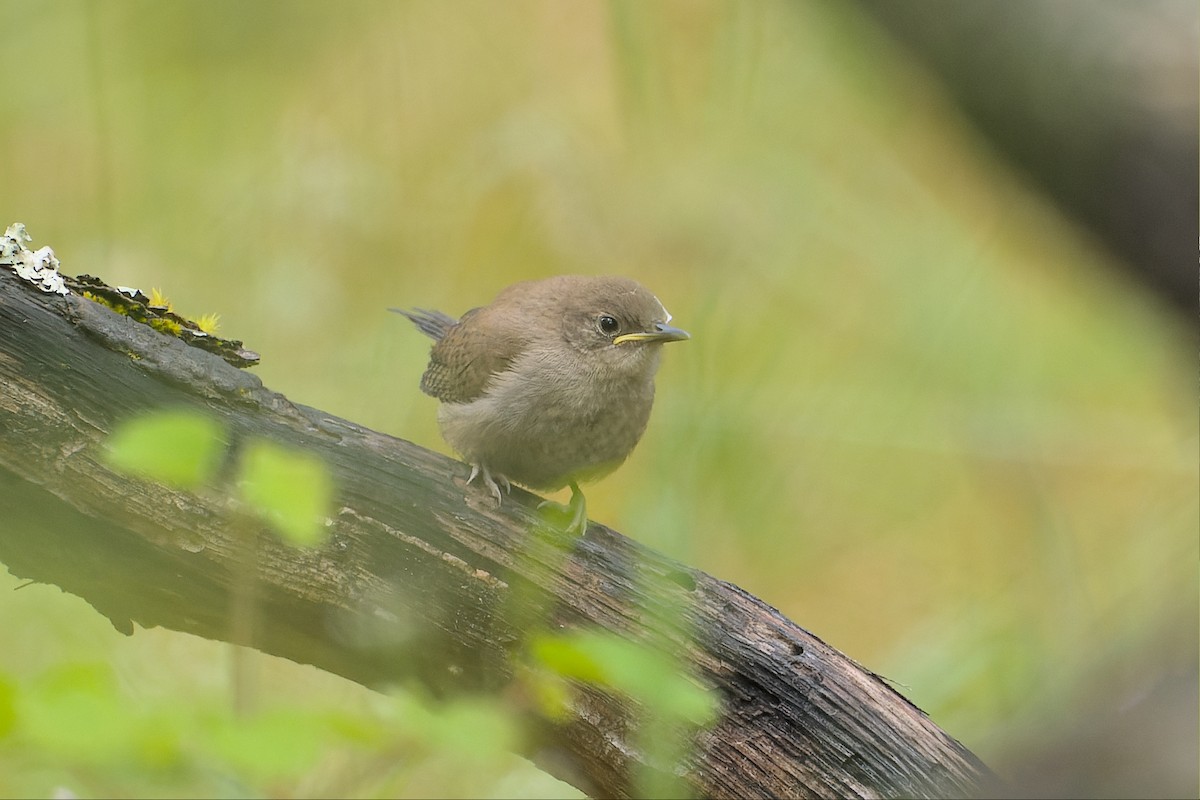 House Wren - Phil Thompson