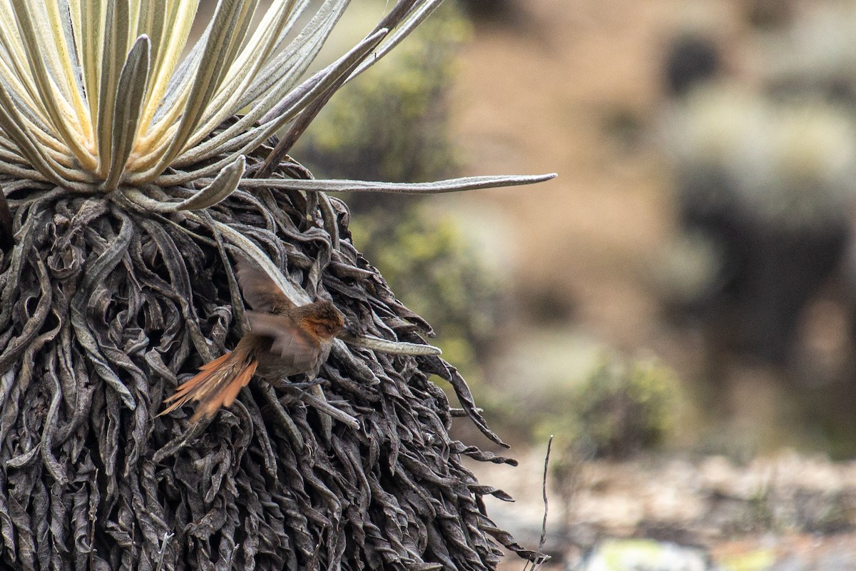 Ochre-browed Thistletail - ML467201441