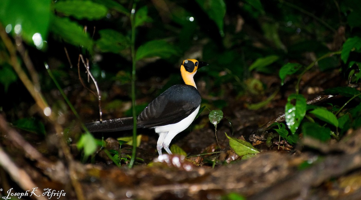 vranule bělokrká - ML467202511