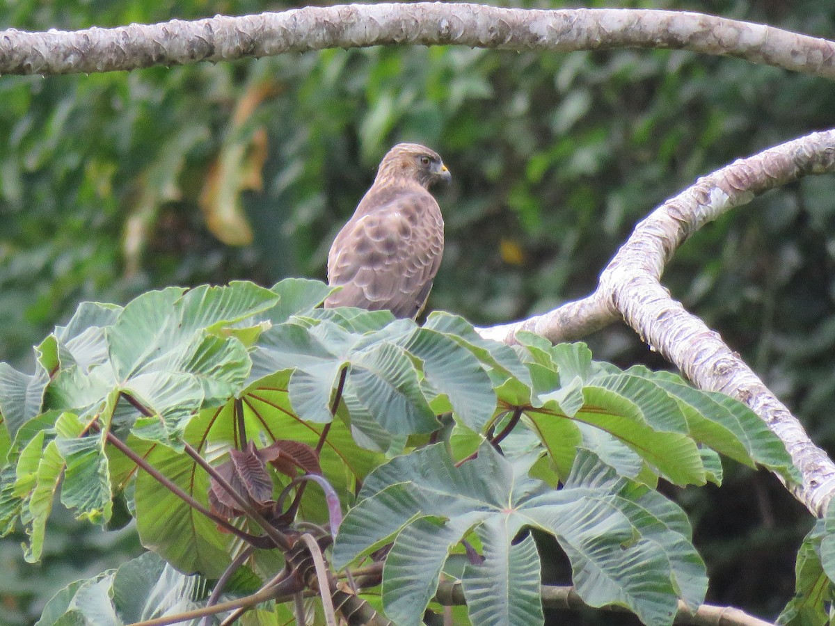 Broad-winged Hawk - ML46720291