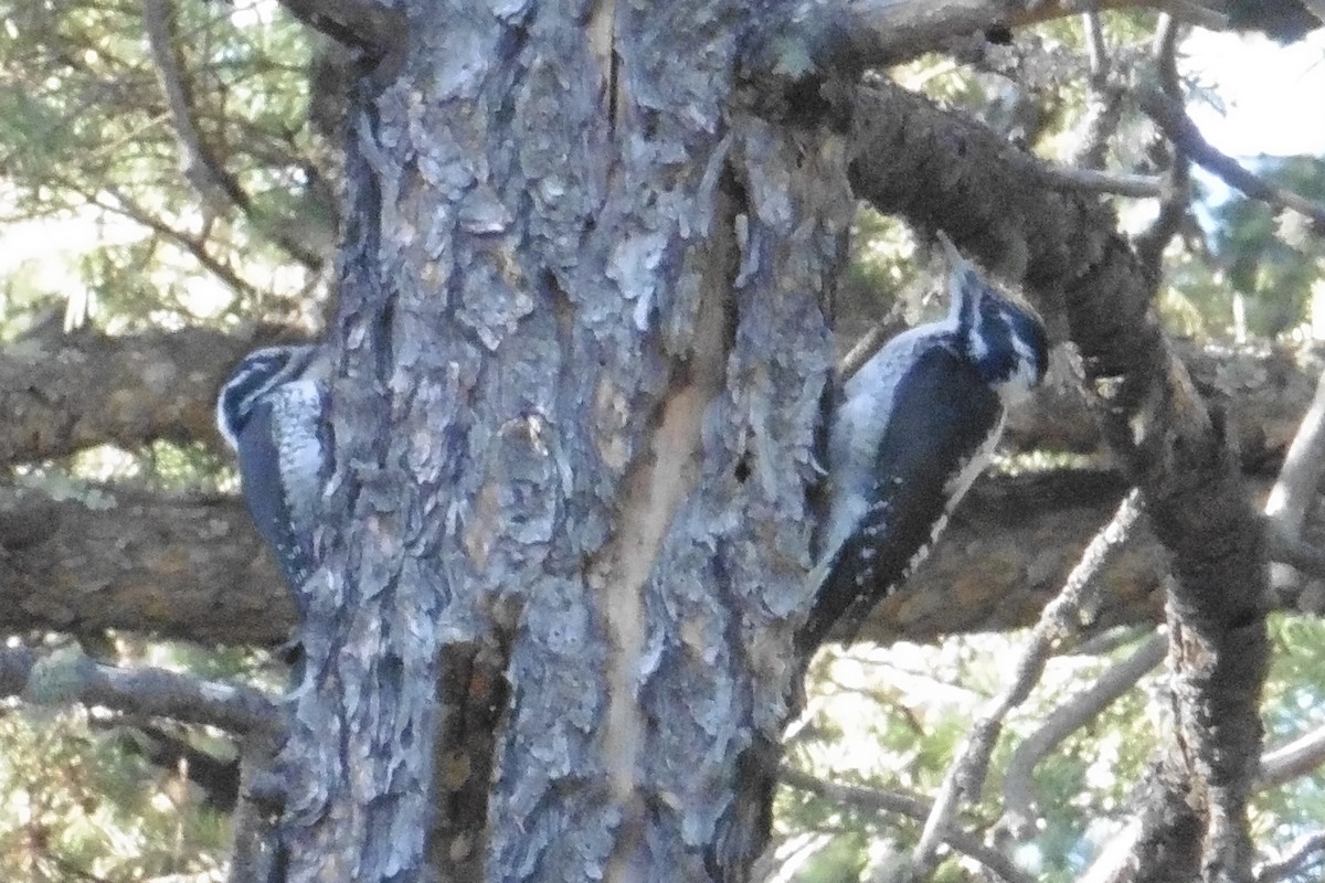 American Three-toed Woodpecker - ML467205591