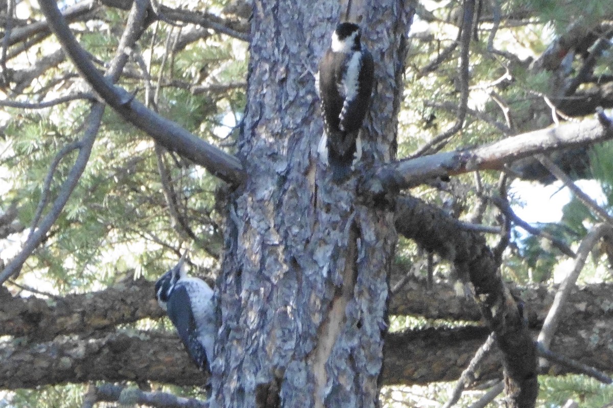 American Three-toed Woodpecker - ML467205601