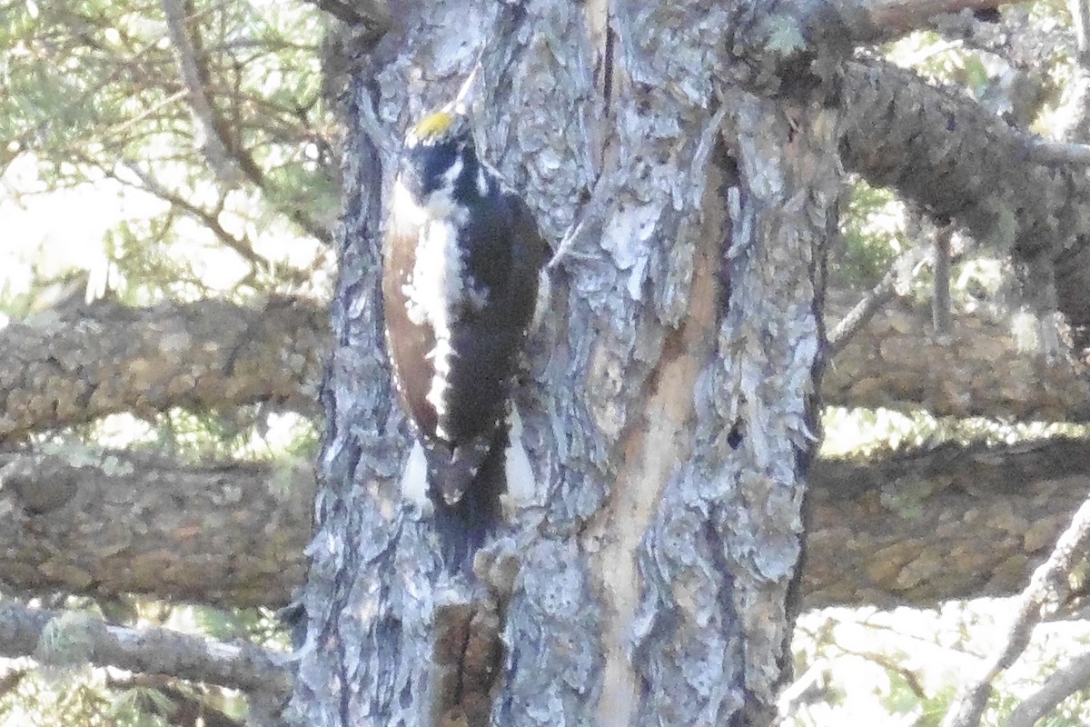 American Three-toed Woodpecker - ML467205661
