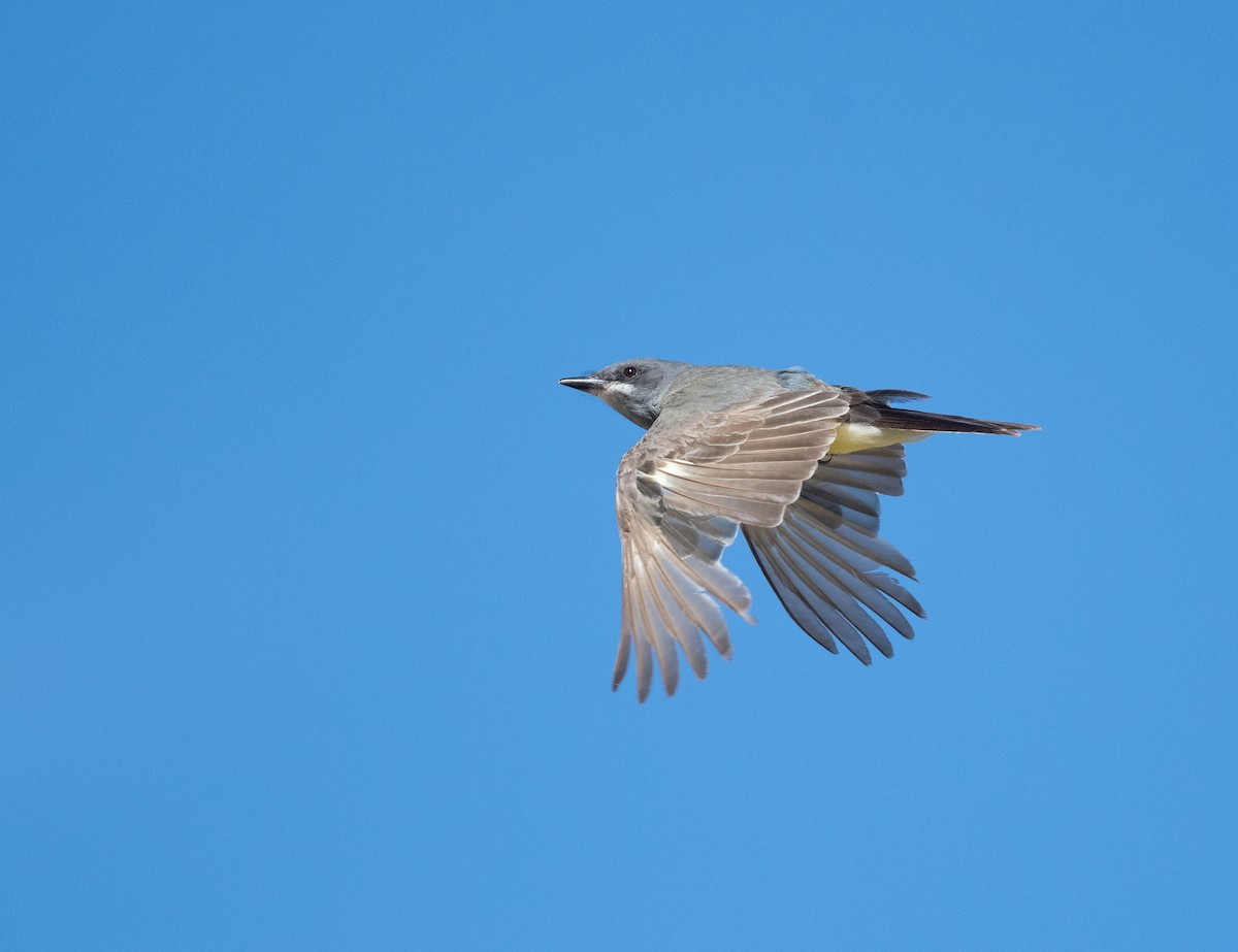 Cassin's Kingbird - ML467207101