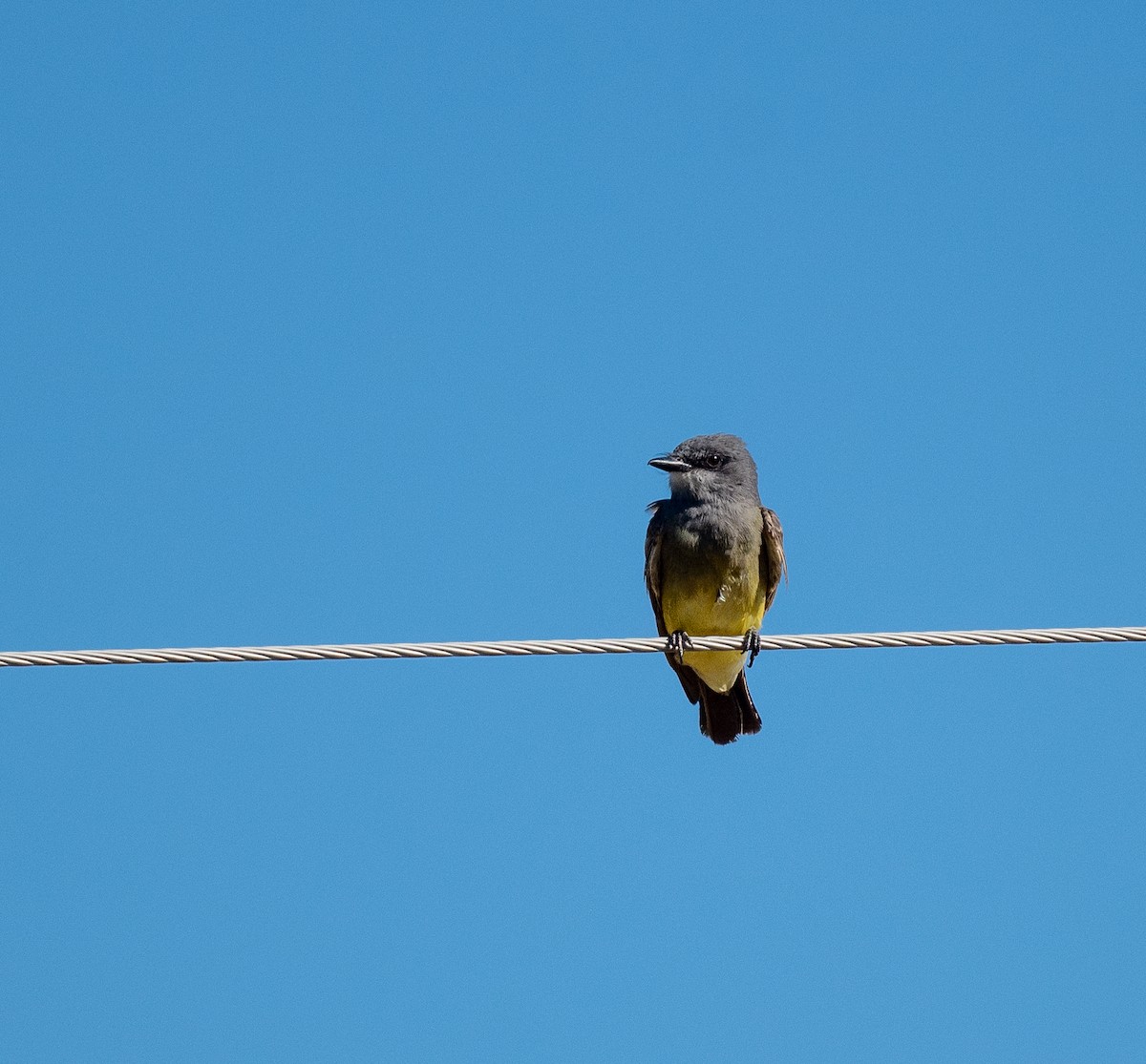 Cassin's Kingbird - ML467207111