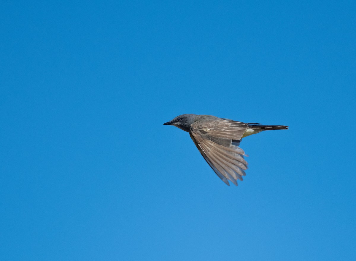 Cassin's Kingbird - ML467207131