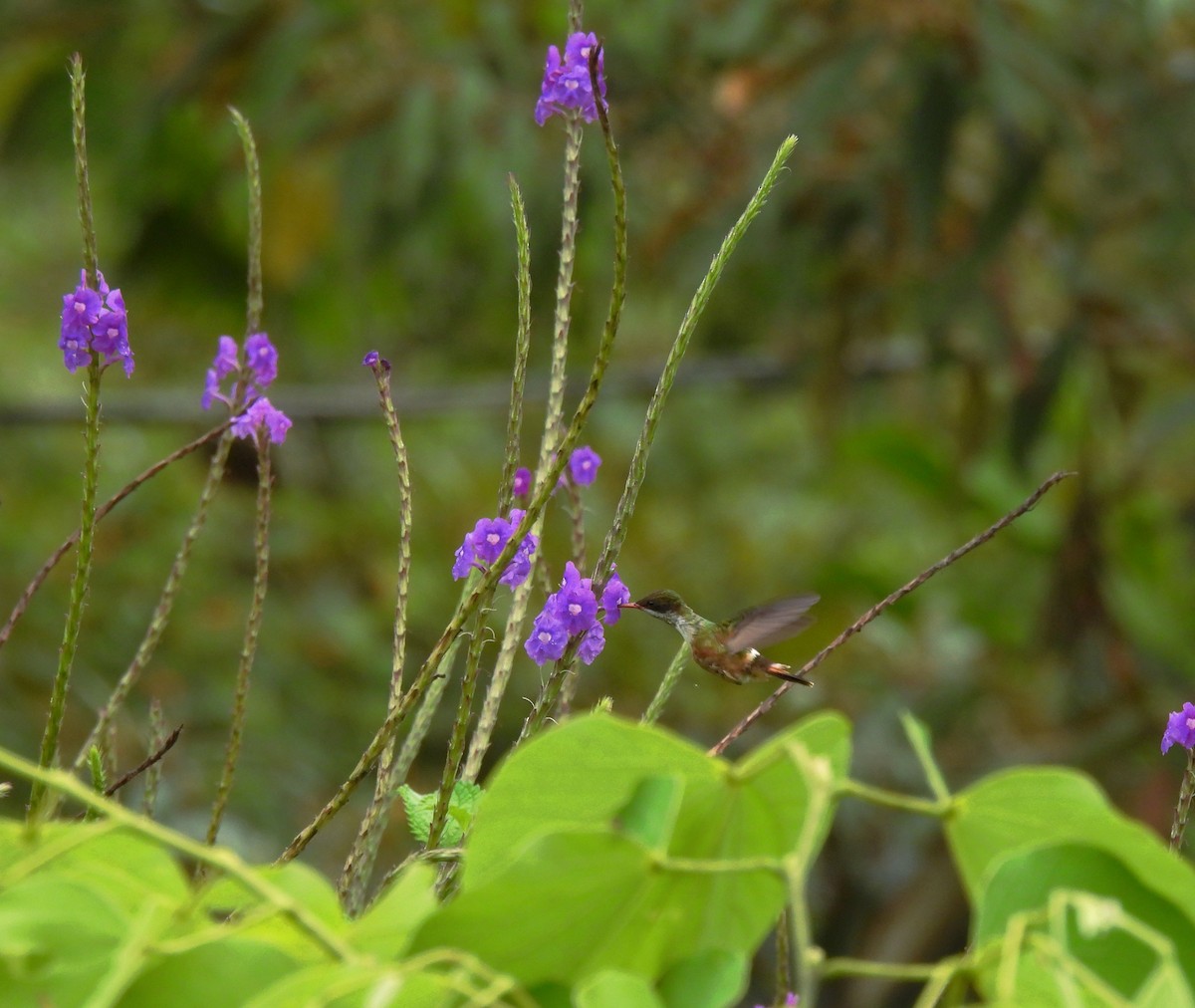 White-crested Coquette - ML467207501