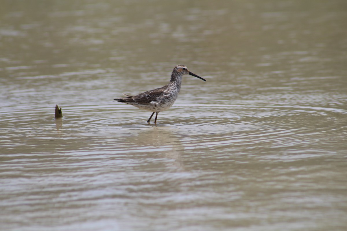 Stilt Sandpiper - ML467208021