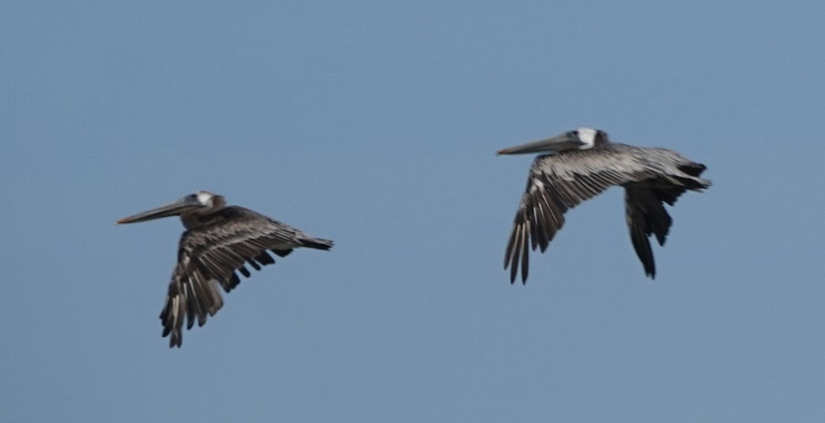 Brown Pelican - ML467208421