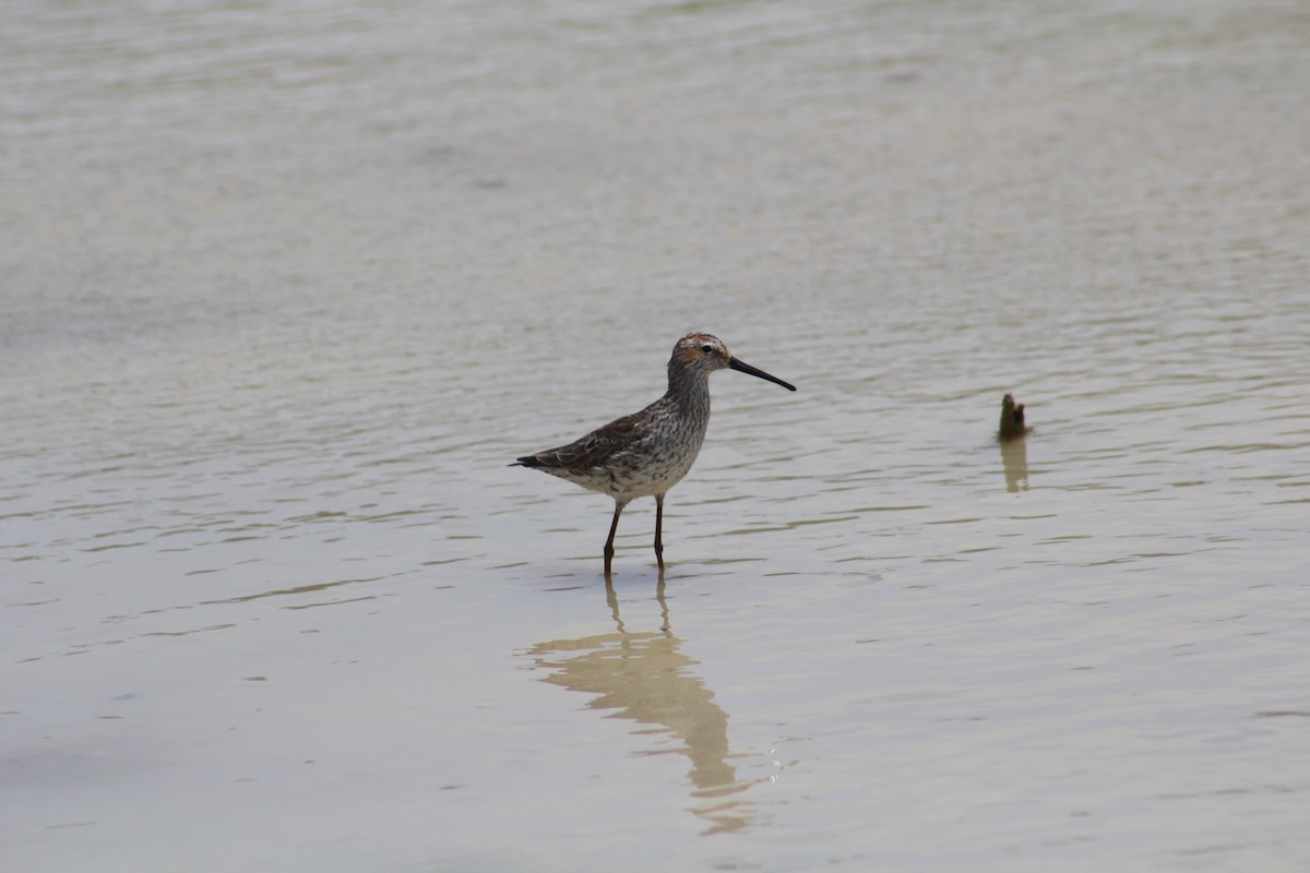 Stilt Sandpiper - ML467208611