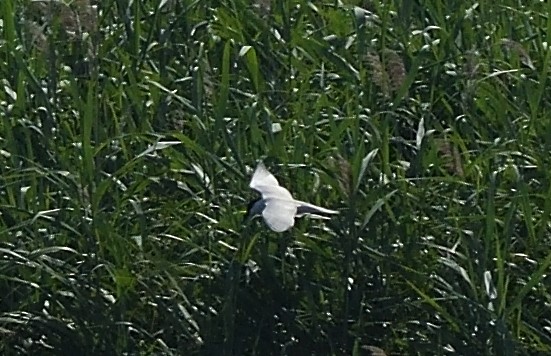 Gull-billed Tern - ML467208931