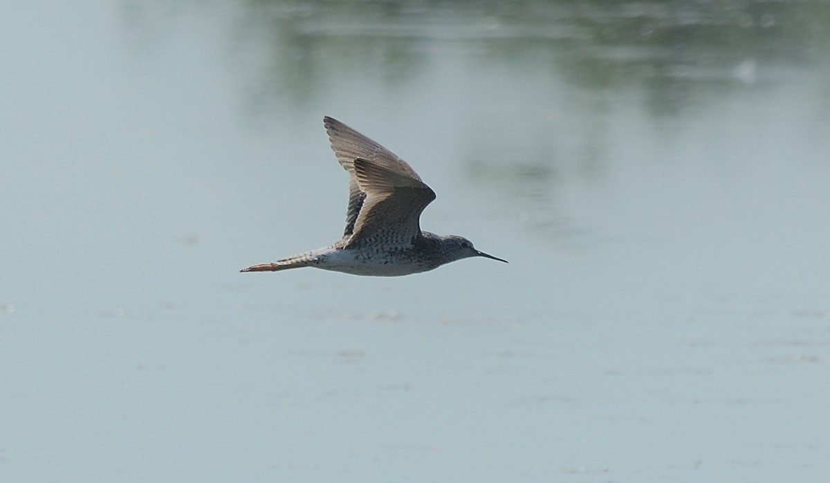 Lesser Yellowlegs - ML467209001