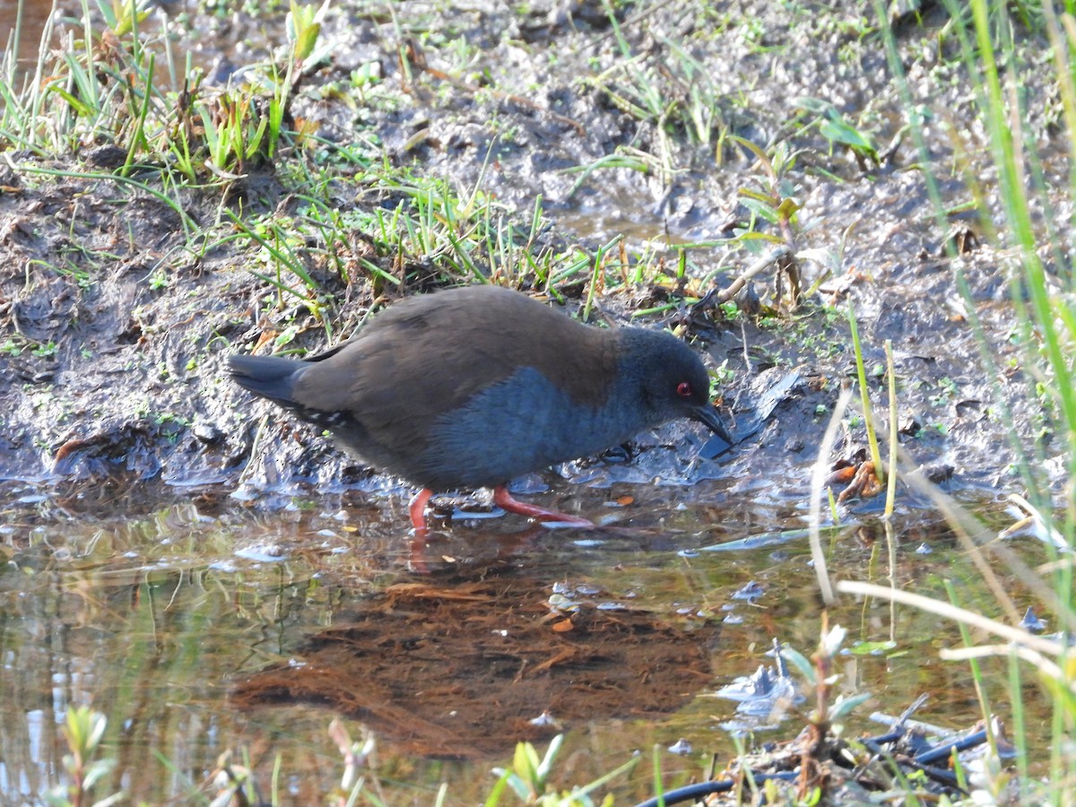 Spotless Crake - ML467210271