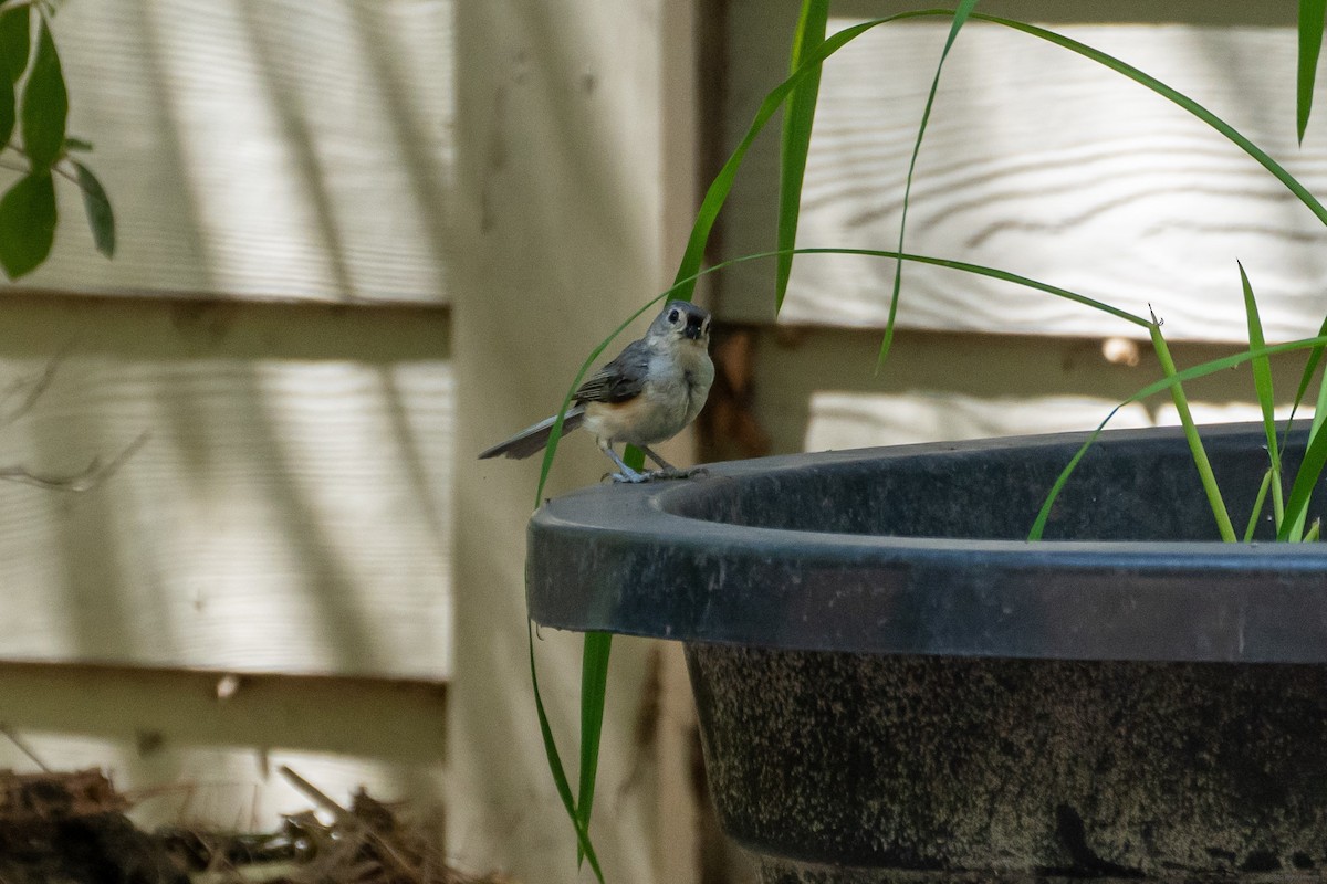 Tufted Titmouse - ML467210501