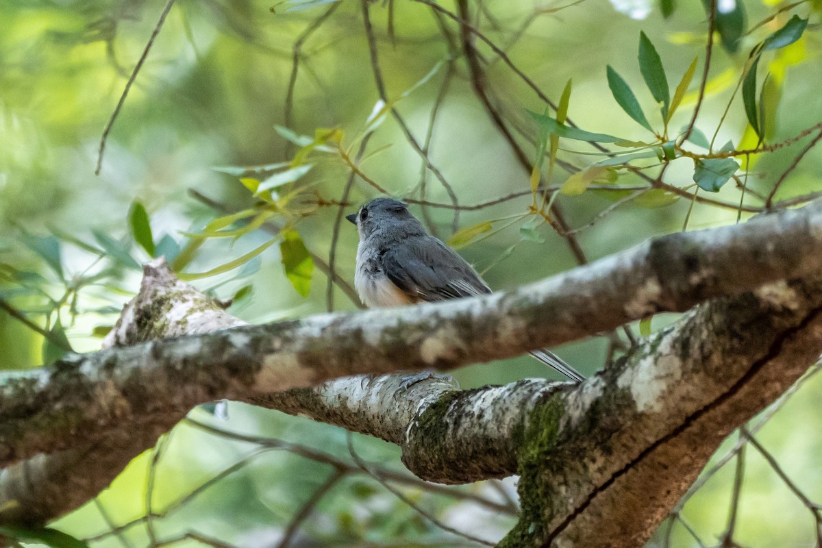 Tufted Titmouse - ML467210511