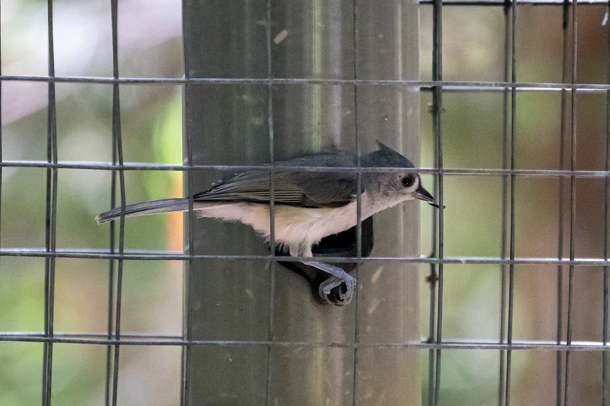 Tufted Titmouse - ML467210521