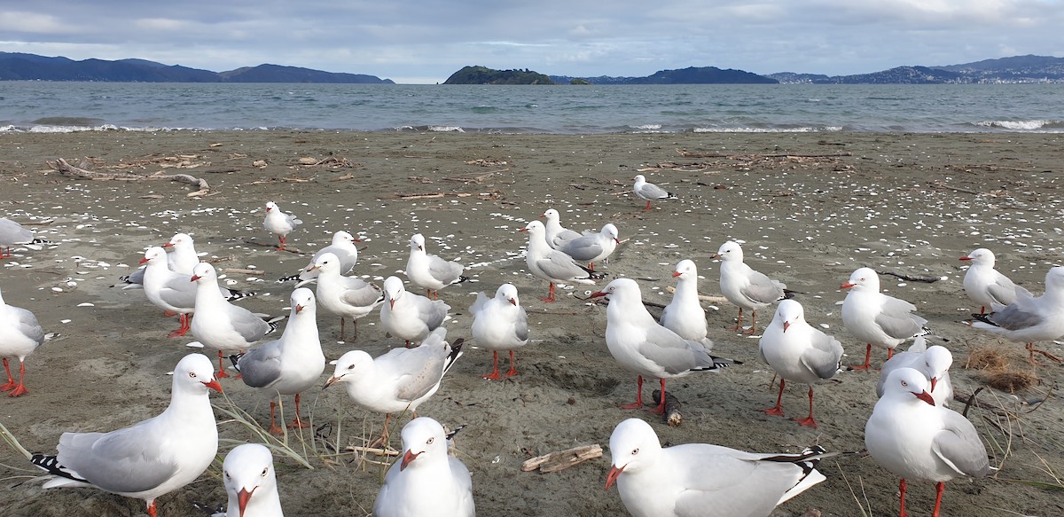 racek australský (ssp. scopulinus) - ML467213521