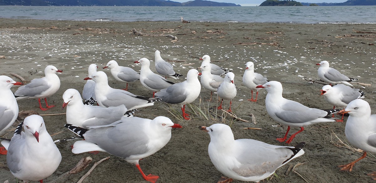 紐澳紅嘴鷗(scopulinus) - ML467213531