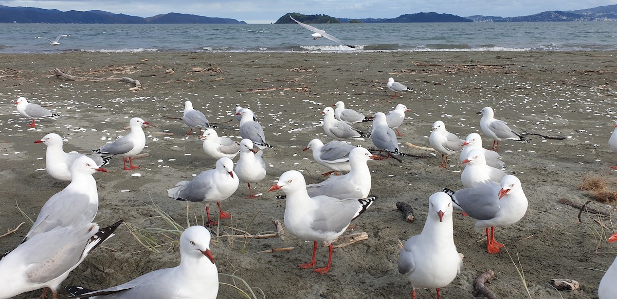 Silver Gull (Red-billed) - Fabio Elia Locatelli