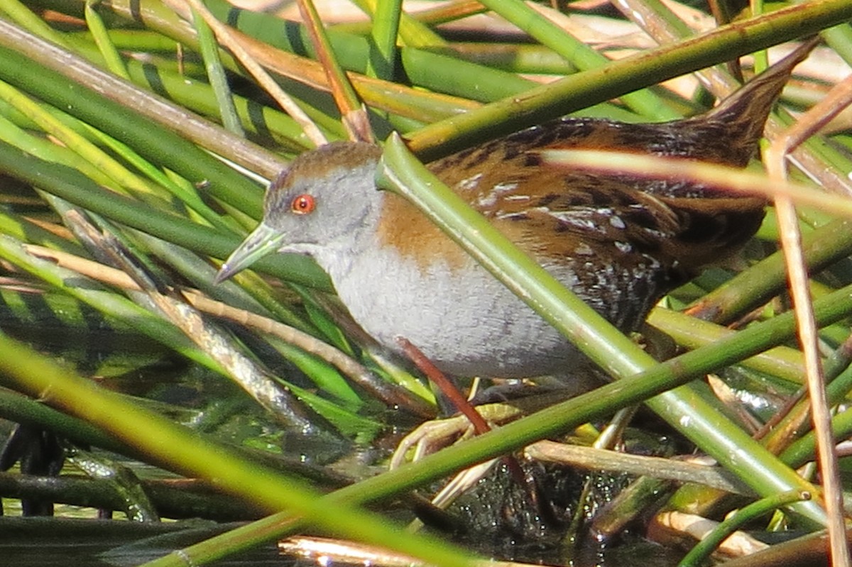 Baillon's Crake - ML467213851