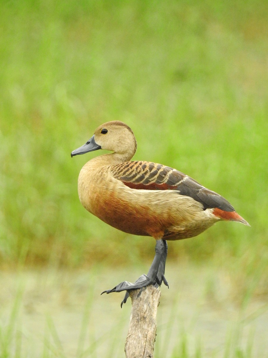Lesser Whistling-Duck - Hardik Dayal