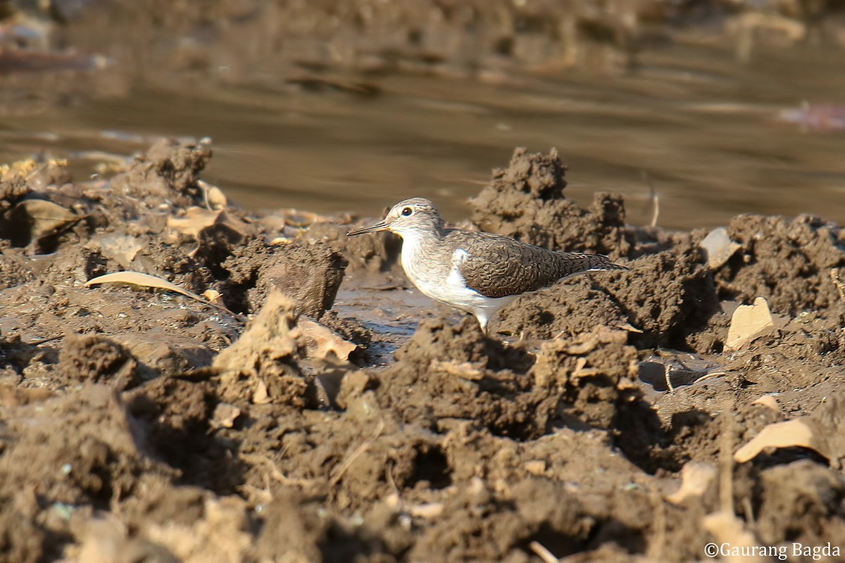 Common Sandpiper - Gaurang Bagda