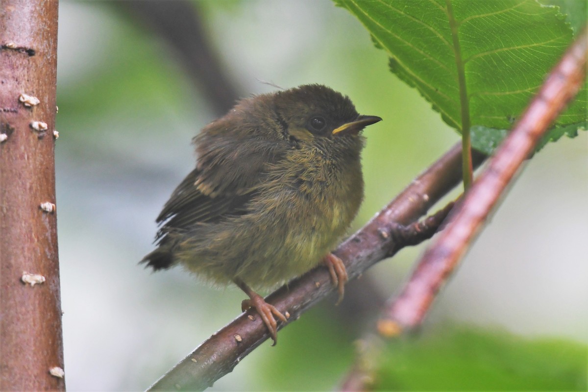 Wilson's Warbler - ML467217281