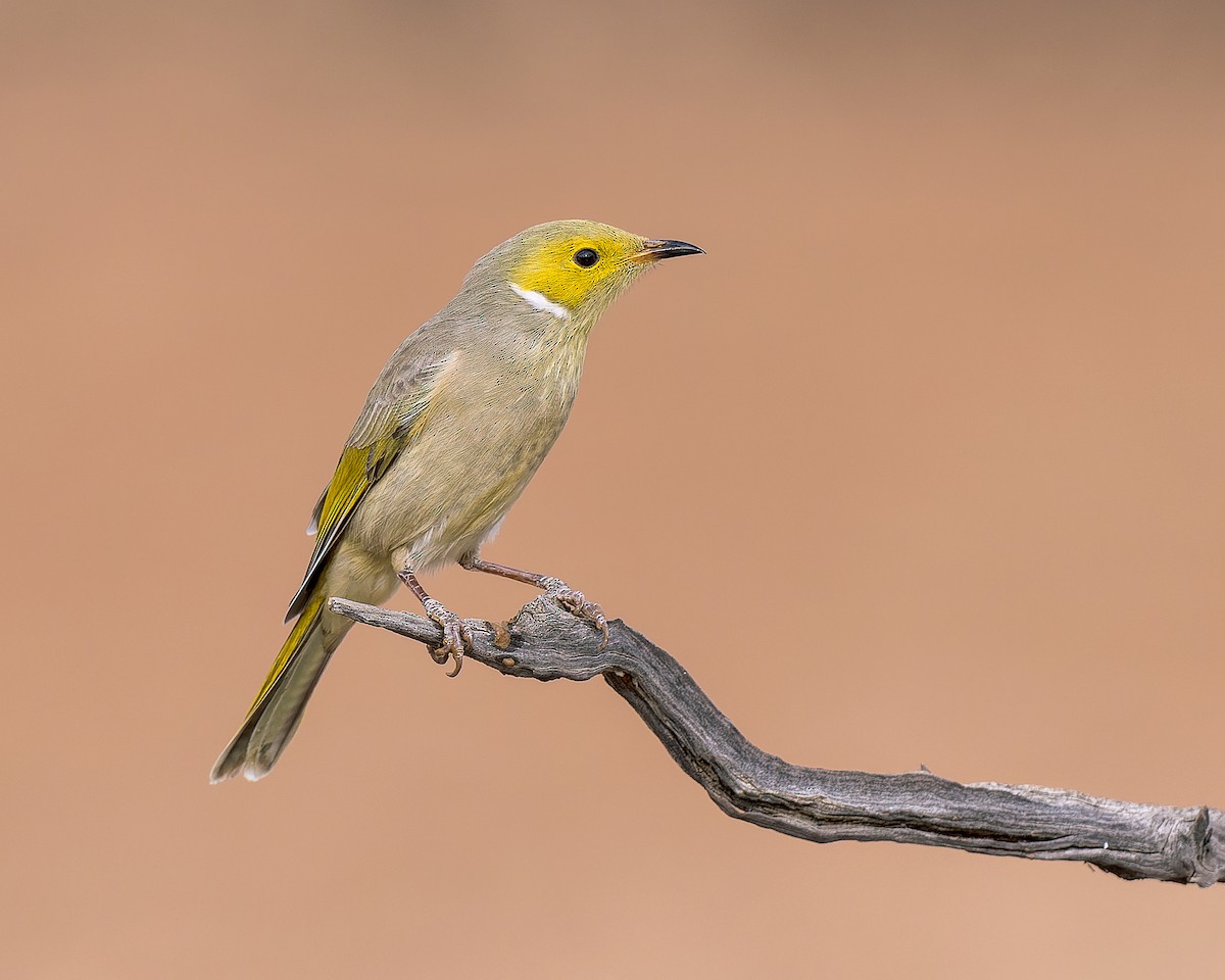 White-plumed Honeyeater - ML467217631