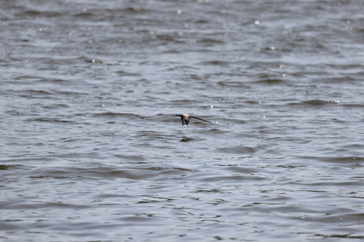 White-throated Needletail - Akinori Miura