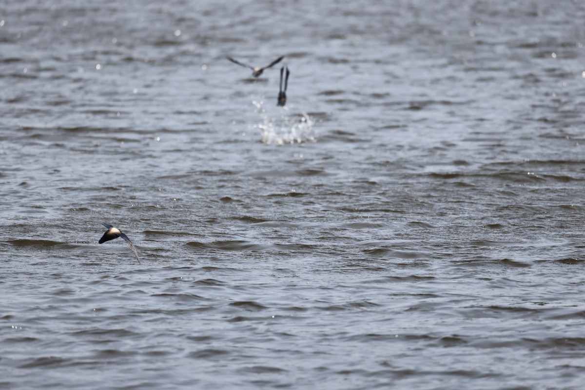 White-throated Needletail - Akinori Miura