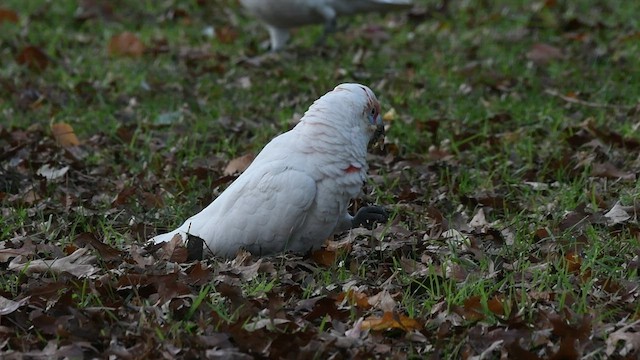Long-billed Corella - ML467218401