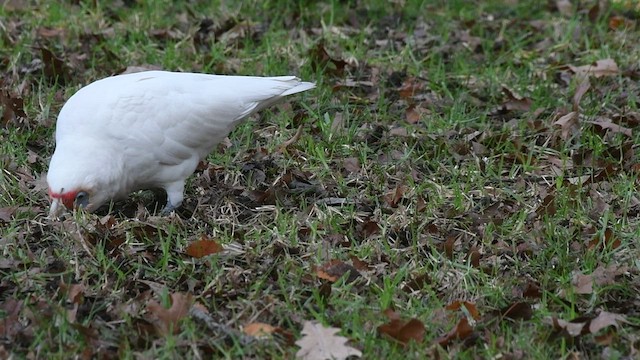 Long-billed Corella - ML467218431