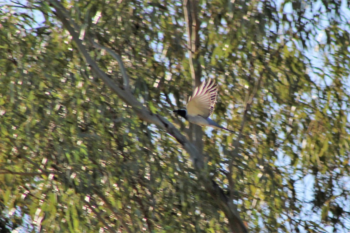 Black-faced Cuckooshrike - ML467219891