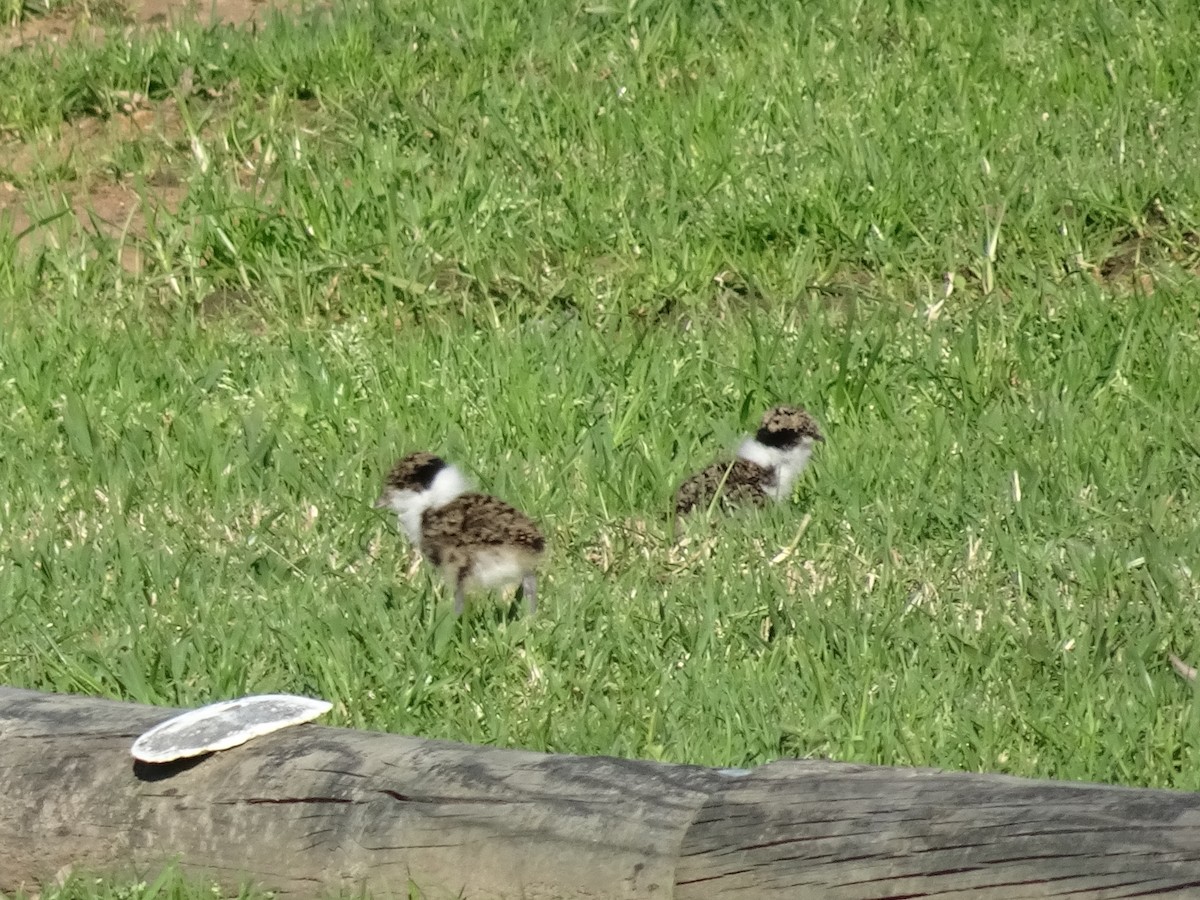 Masked Lapwing - ML467220931