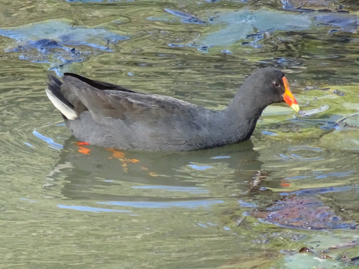 Dusky Moorhen - ML467221051