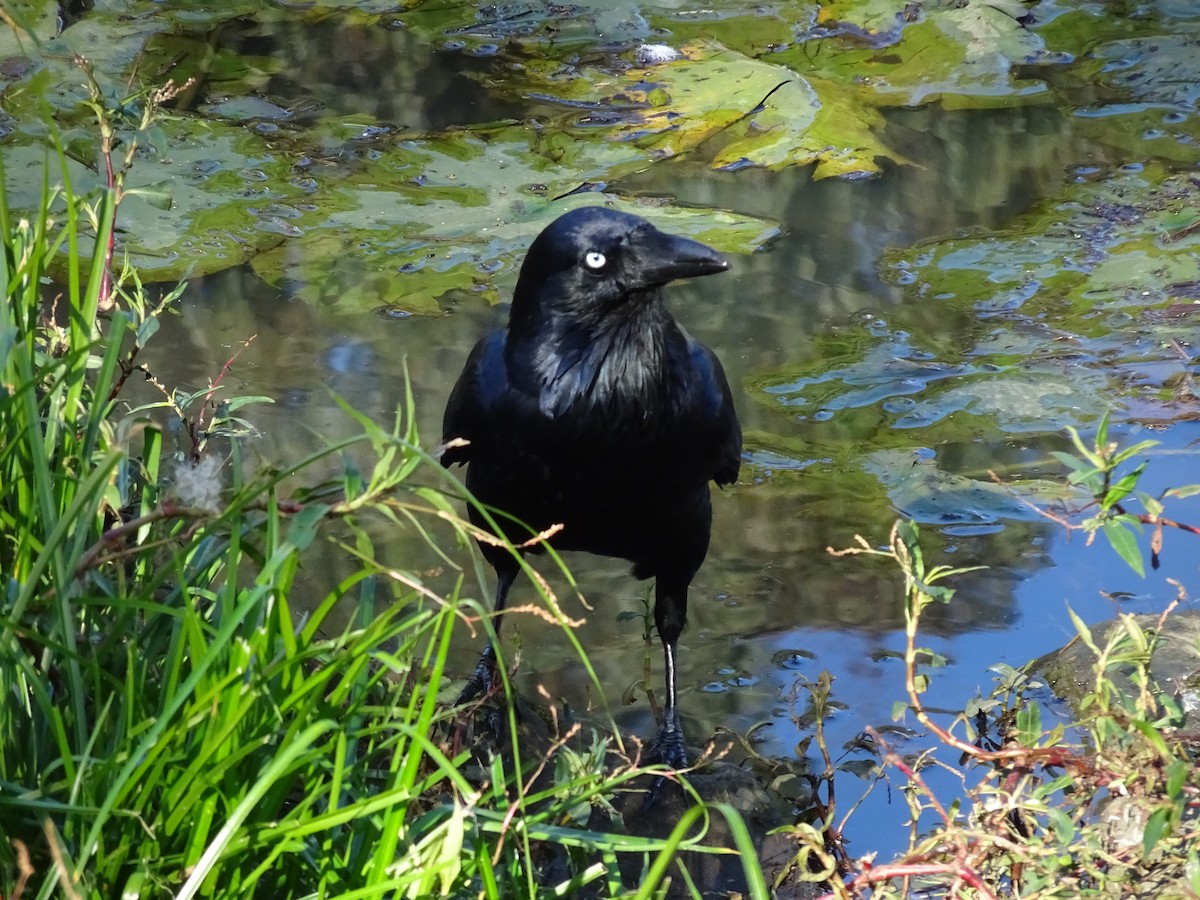 Australian Raven - Charles Allan