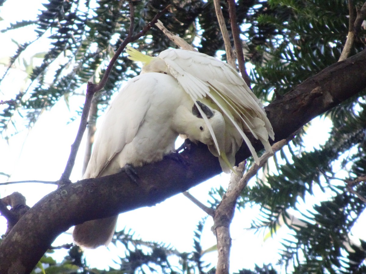 Sulphur-crested Cockatoo - ML467221161