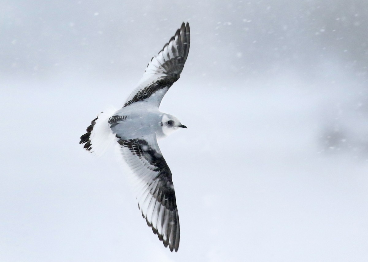 Ross's Gull - Andrew Spencer