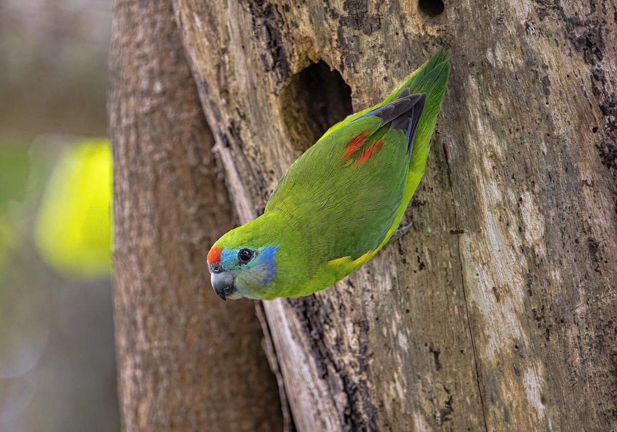 Double-eyed Fig-Parrot - ML467226701