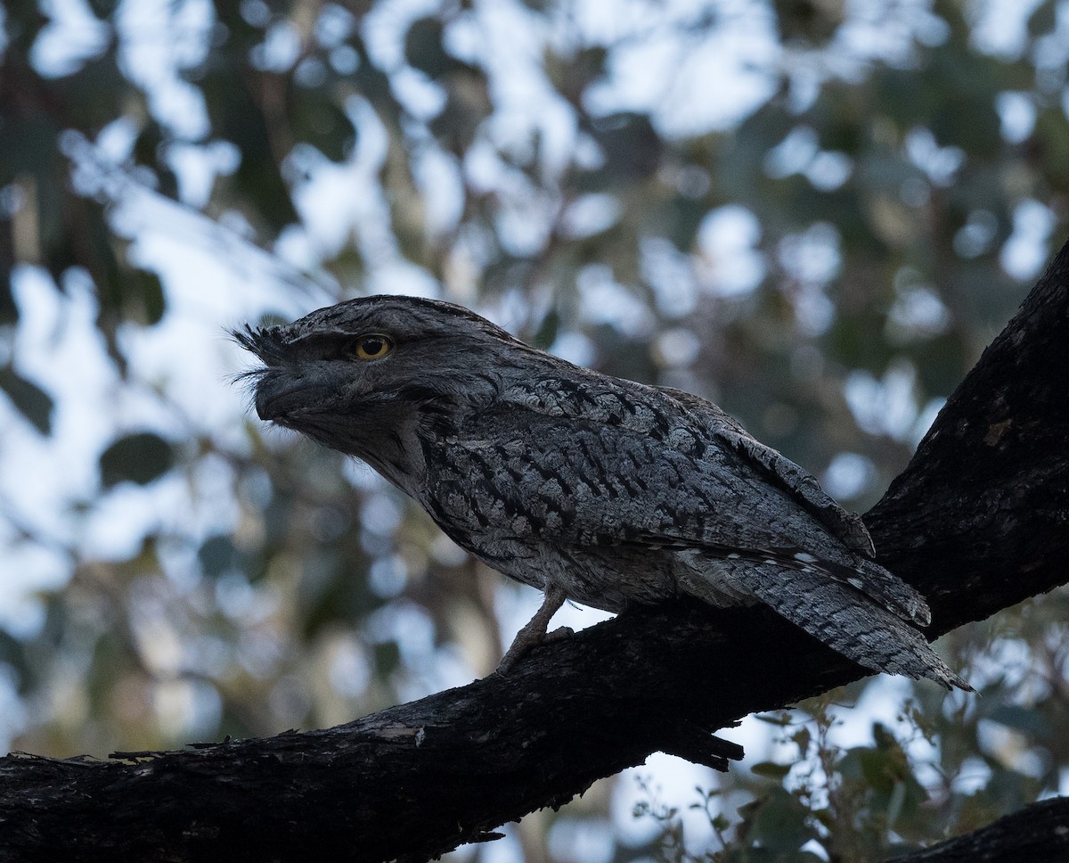 Tawny Frogmouth - Greg & Jeanette Licence